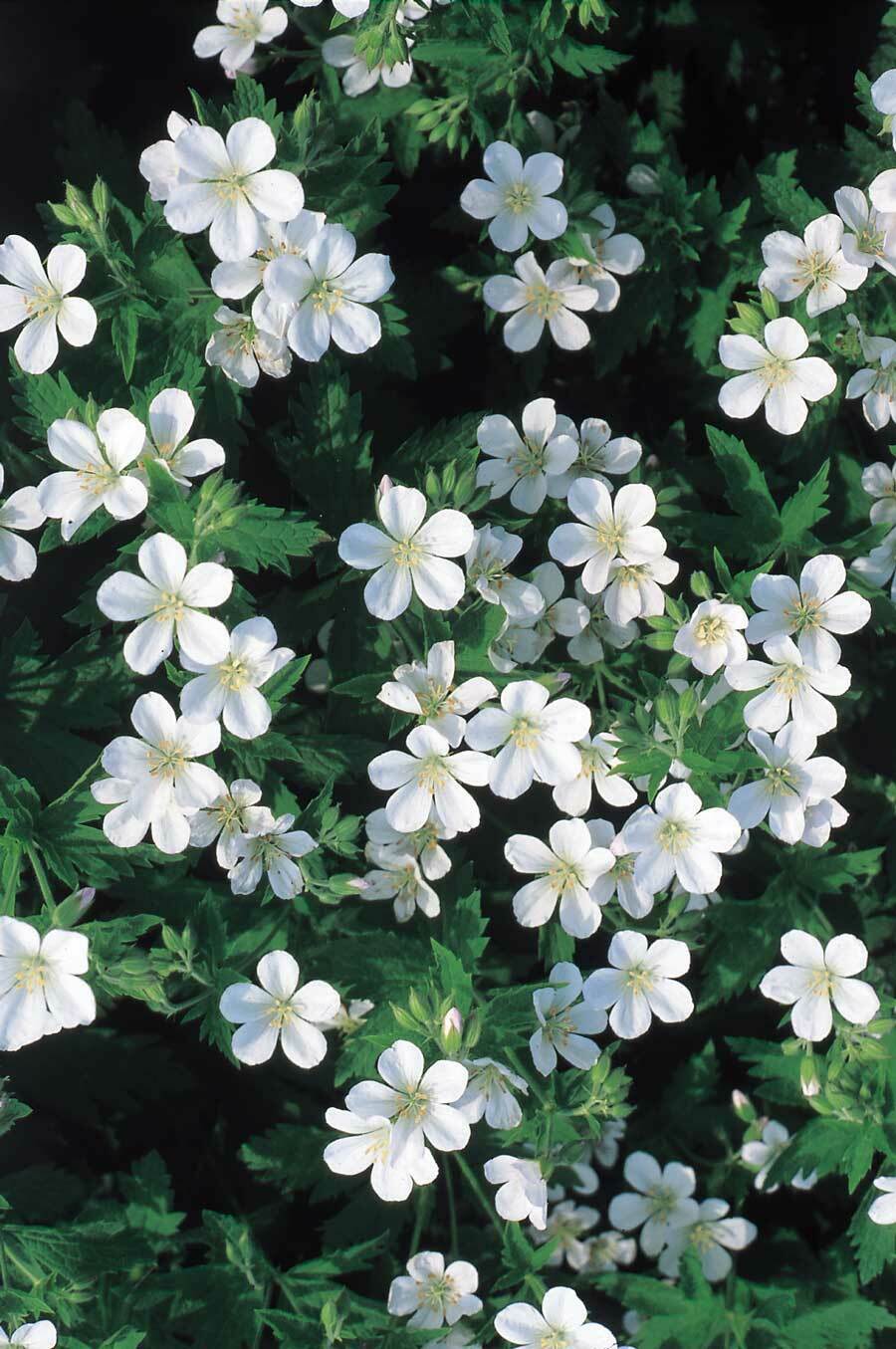 12 x Geranium 'Wood Cranesbill Album' (sylvaticum) seeds