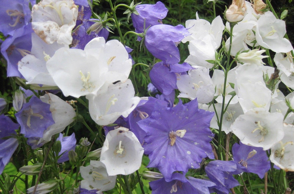 1g hardy Campanula Persicifolia Blue Bloomers & Alba bellflower seed mix