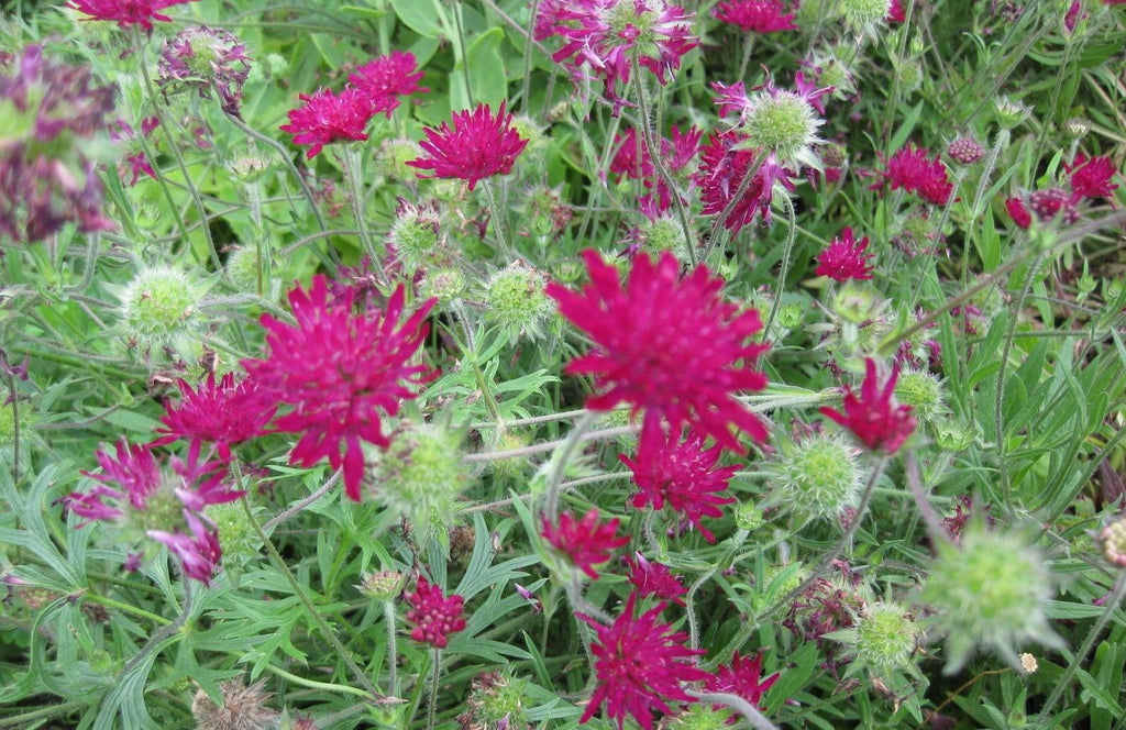 15 x Knautia Macedonica hardy perennial flower seeds