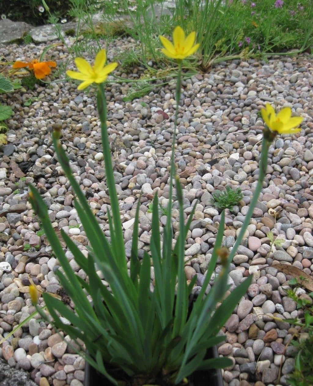 7 x Sisyrinchium Golden Eyed Grass (californicum brachypus) bare root plants