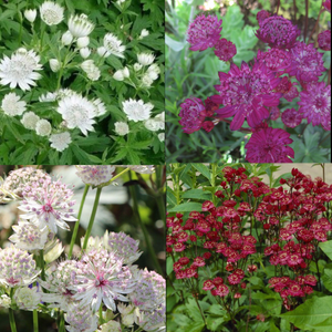 20 x Mixed Astrantia Major Seeds including Venice, Sunningdale, Ruby Wedding & others