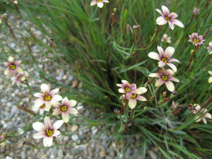 7 x Sisyrinchium 'Biscutella' bare root plants