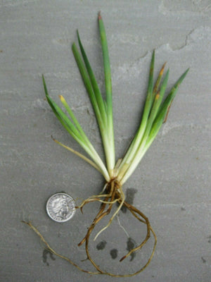 7 x Sisyrinchium 'Biscutella' bare root plants