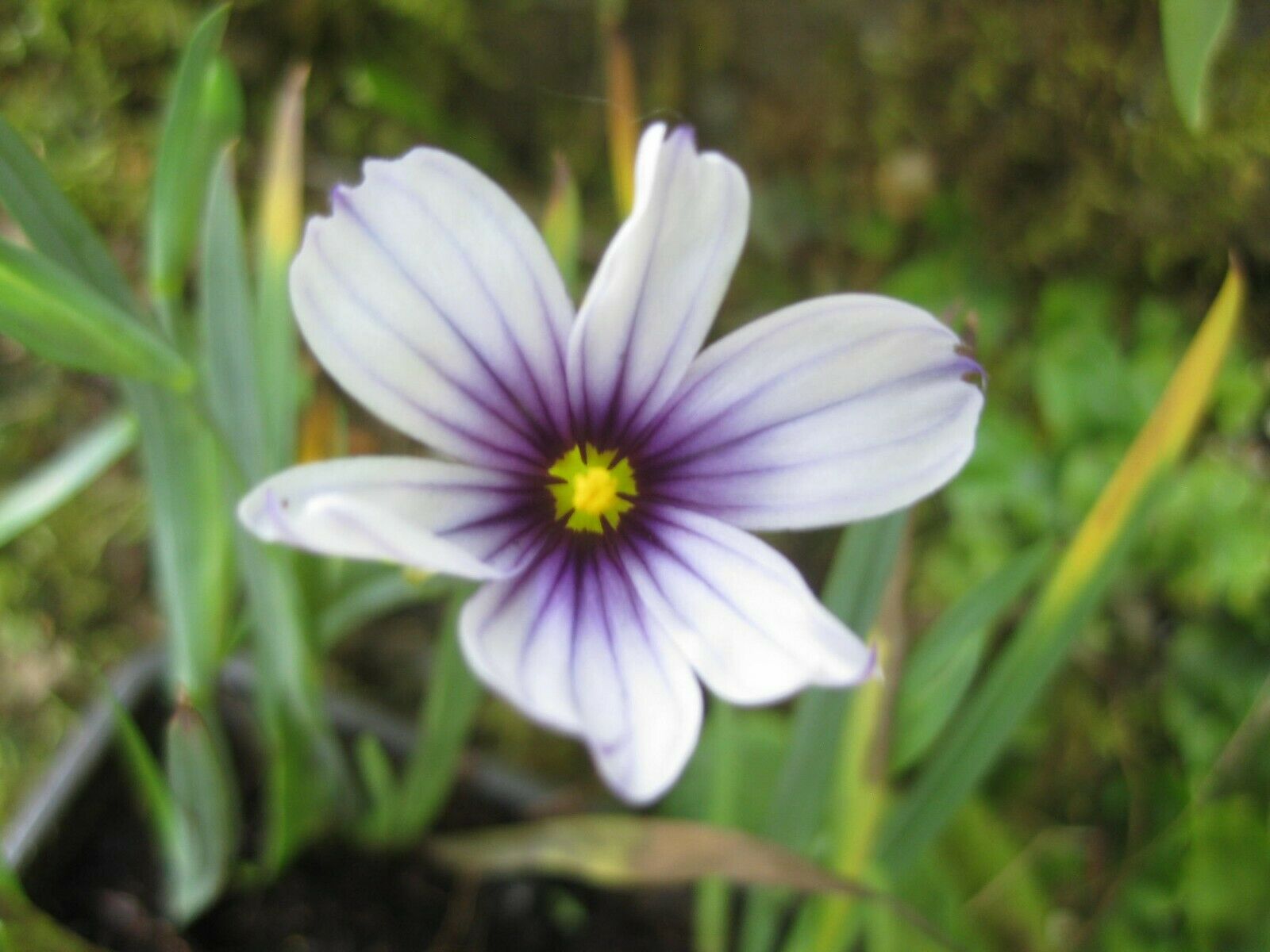 5 x Sisyrinchium 'Dragons Eye' (Sisyrinchium angustifolium) bare root plants