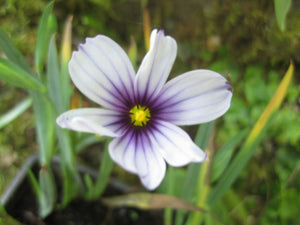 5 x Sisyrinchium 'Dragons Eye' (Sisyrinchium angustifolium) bare root plants