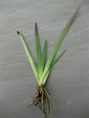 5 x Sisyrinchium 'Dragons Eye' (Sisyrinchium angustifolium) bare root plants