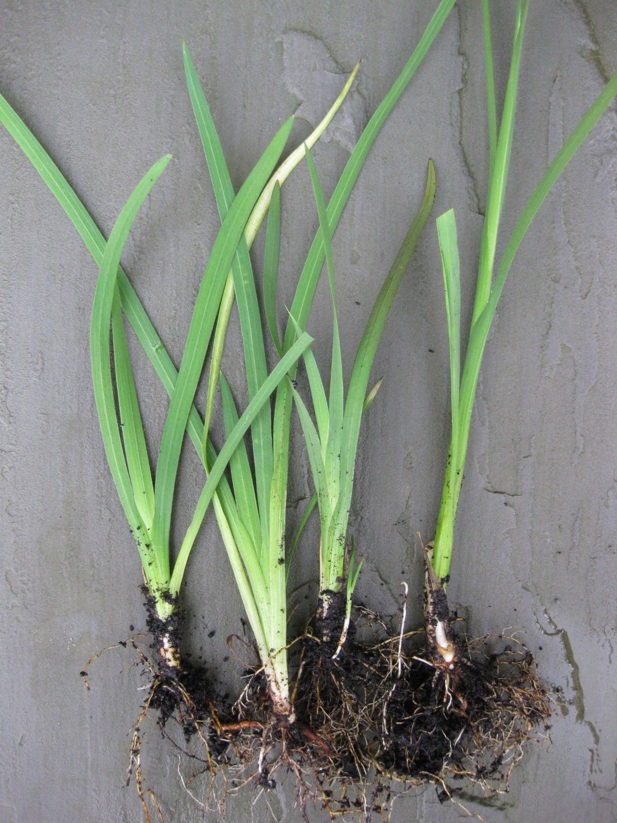 4 x Red Kaffir Lily 'Major' (Hesperantha coccinea) Hardy marginal perennial plants