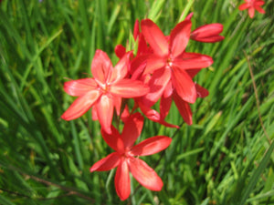 4 x Red Kaffir Lily 'Major' (Hesperantha coccinea) Hardy marginal perennial plants