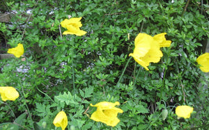 250+ Yellow Welsh Poppy (Meconopsis Cambrica) wildflower seeds