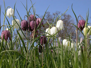 100 x Snakes Head Fritillary, Checkered Lily wildflower garden seeds