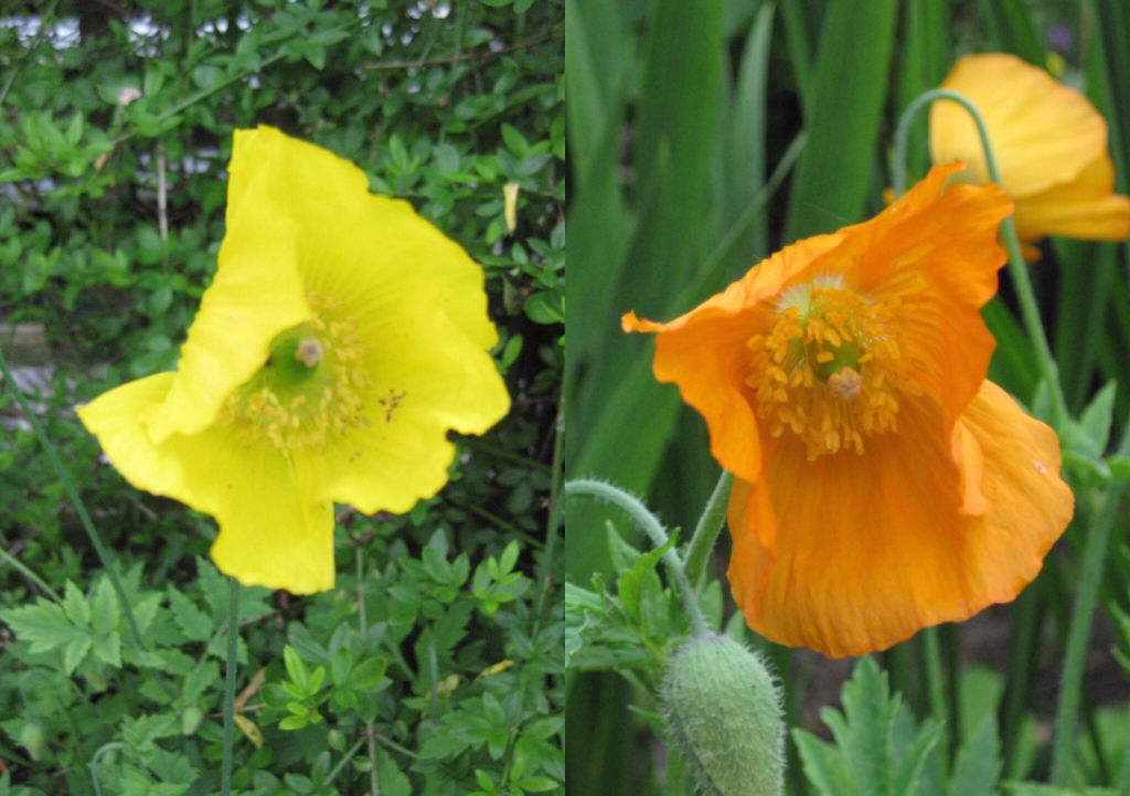 500+ Orange & Yellow mixed Welsh Poppy Meconopsis Cambrica wildflower seeds