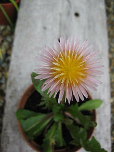 30 x Pink & Yellow (Taraxacum pseudoroseum) Dandelion seeds