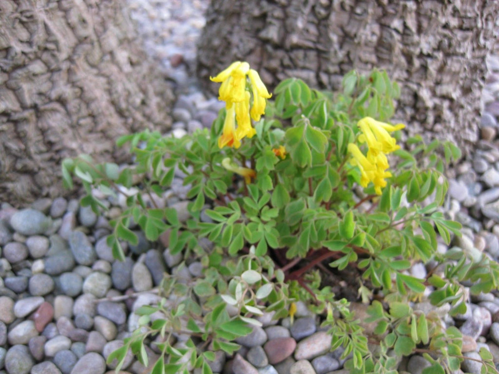 30 x Fairy Flower (Corydalis Lutea) hardy perennial seeds