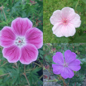 12 x Mixed Elke, Striatum & Tiny Monster Geranium Sanguineum seeds