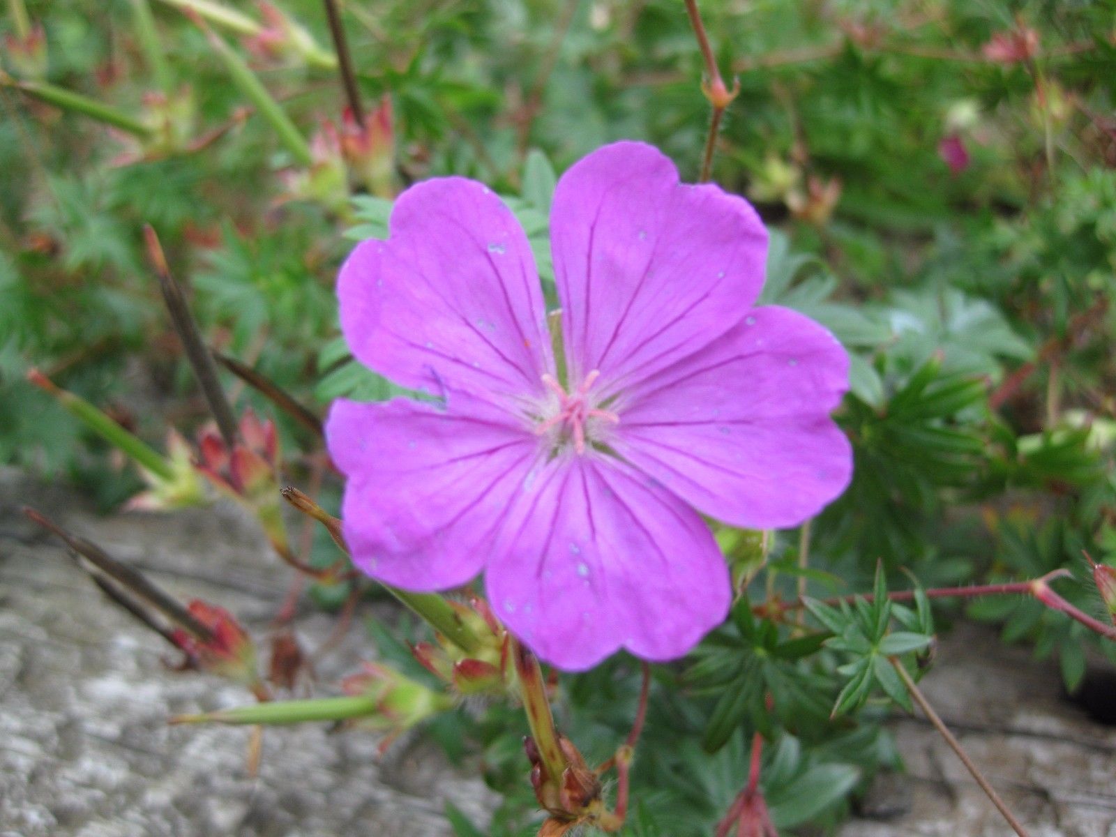 12 x 'Tiny Monster' Geranium Sanguineum Hardy Cranesbill seeds