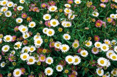 Mexican Fleabane 'Profusion' (Erigeron karvinskianus) hardy perennial seeds