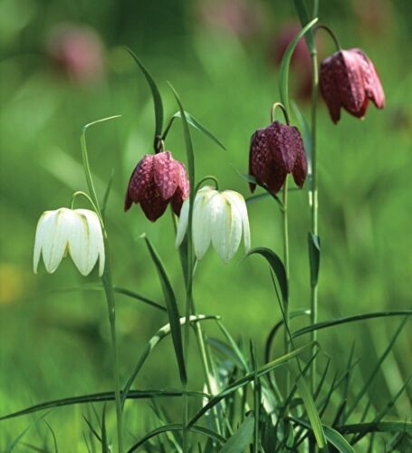 100 x Snakes Head Fritillary, Checkered Lily wildflower garden seeds