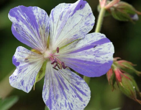 12 x 'Splish Splash' Geranium Pratense Striatum Hardy Cranesbill seeds