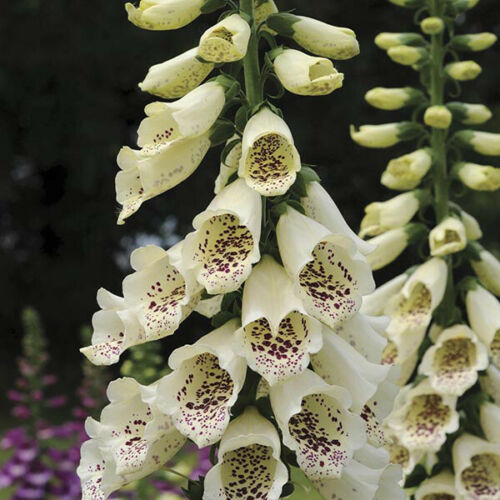 50 x Digitalis Purpurea F1 'Dalmation Cream' Foxglove seeds