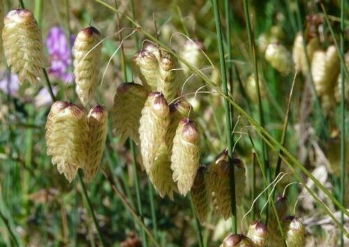 200 x Ornamental Greater Quaking Grass (Briza Maxima) seeds