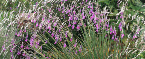 25 x 'Lancelot' Fairy Fishing Rod 'Dierama Pulcherrimum' perennial flower seeds