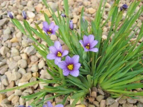 5 x Sisyrinchium Blue Eyed Grass (Sisyrinchium angustifolium) bare root plants